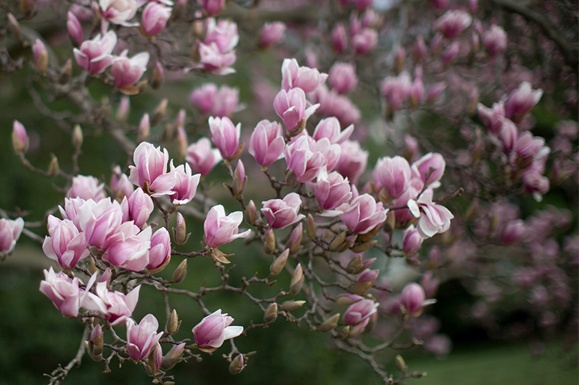 Cherry Blossoms dotting their tree with pink petals