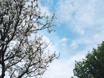 Spring trees on campus