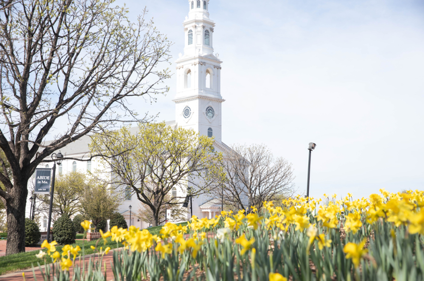 Spring Campus Beauty Shot - yellow tulips - looking up at the chapel